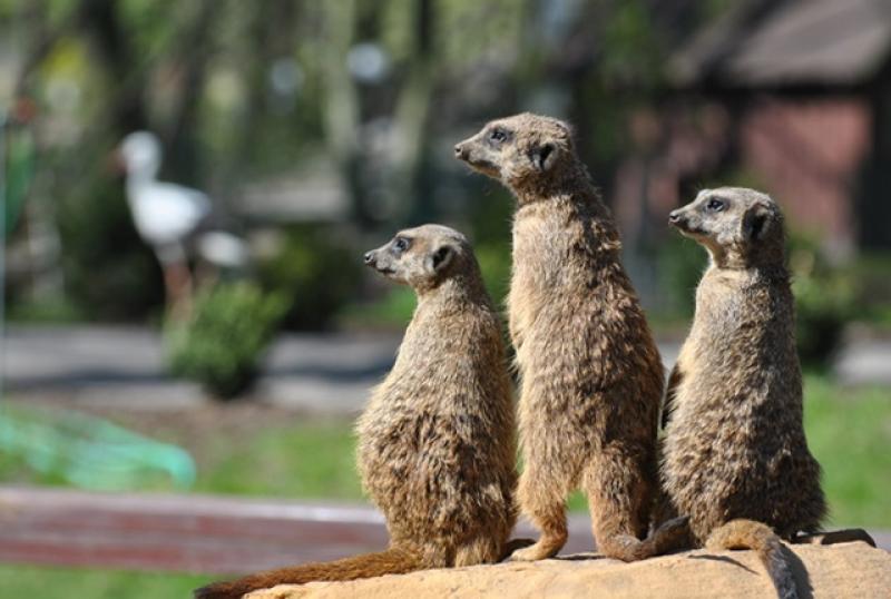 Pokazowe karmienie surykatek w Ogrodzie Zoobotanicznym w Toruniu