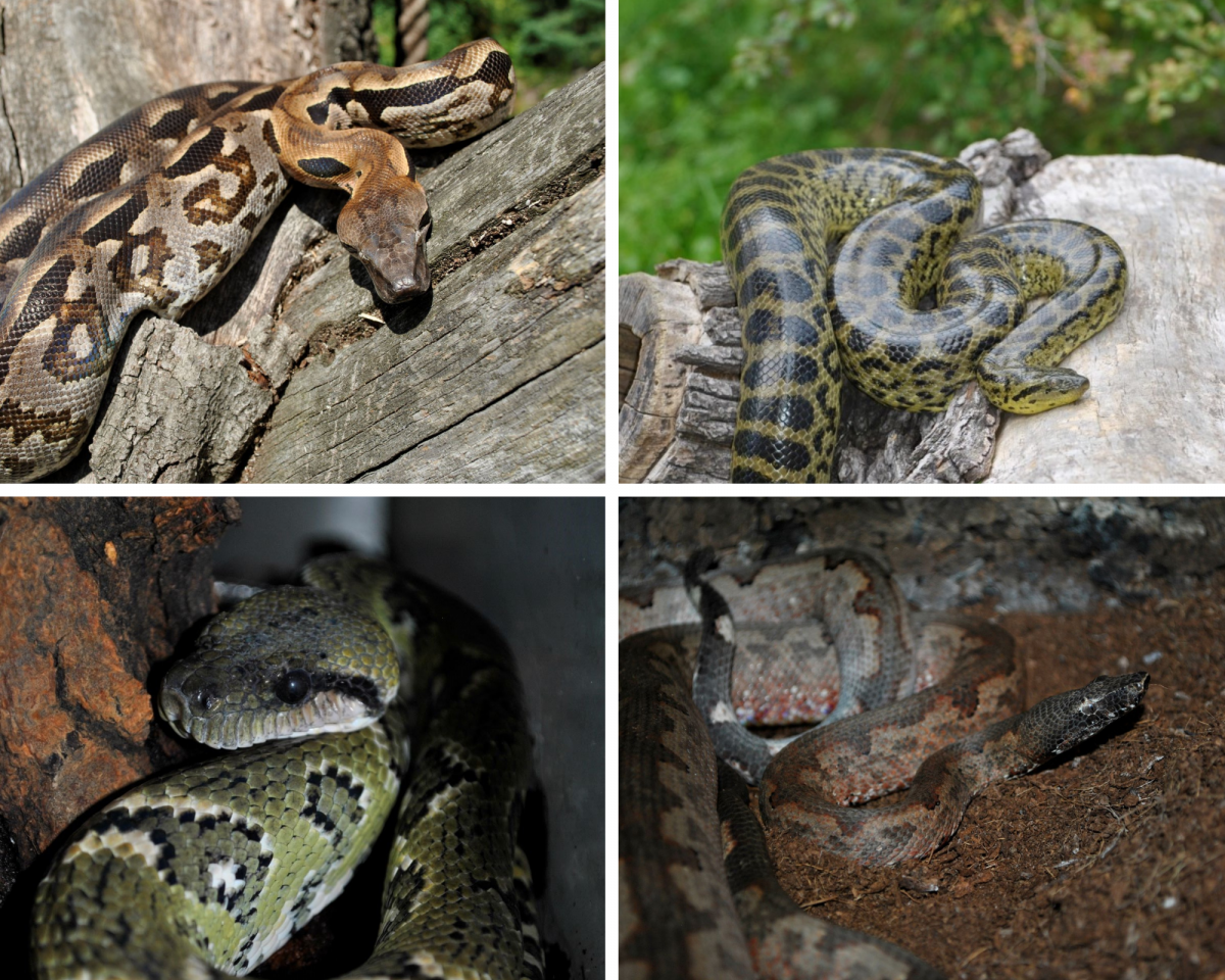 O lewej góra: boa madagaskarski, anakonda żółta, sanzinia madagaskarska,boa pacyficzny 