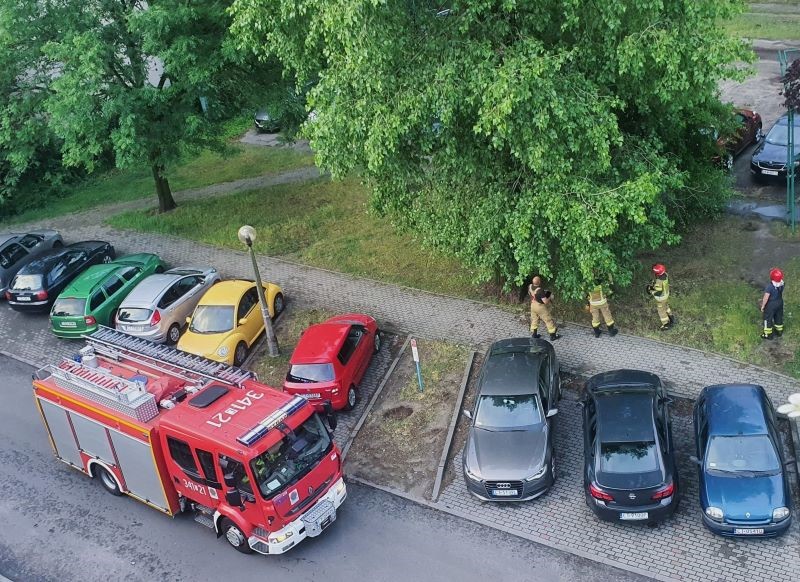 Strażacy oglądają uszkodzone w czasie burzy drzewo