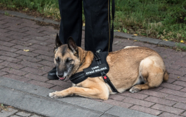 Na zdjęciu leżący pies Straży Miejskiej Luna