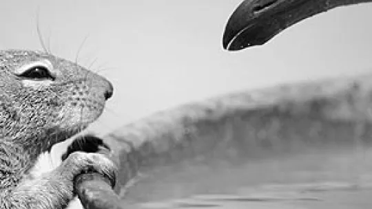 Zdjęcie do artykułu: Wildlife Photographer of The Year