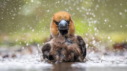 Fot. Tomasz Sczansny