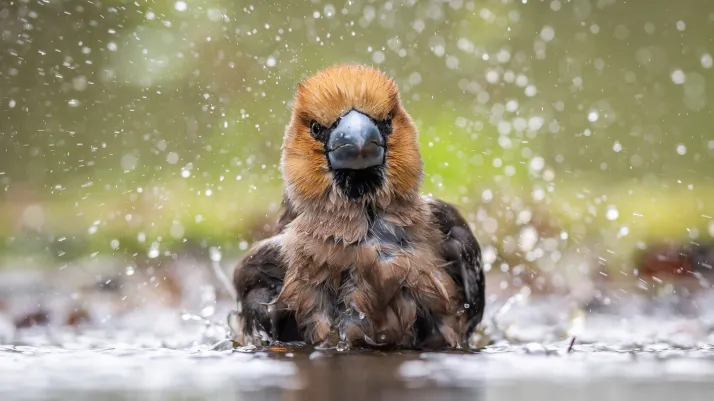 Fot. Tomasz Sczansny