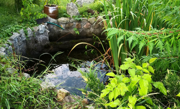 Na zdjęciu: mały przydomowy zbiornik wodny otoczony zielonymi roślinami