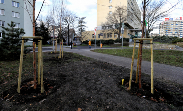Na zdjęciu: posadzone drzewa i gleba w okolicach Placu Rapackiego
