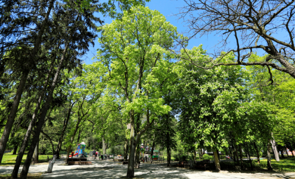 Na zdjęciu: drzewa w parku miejskim