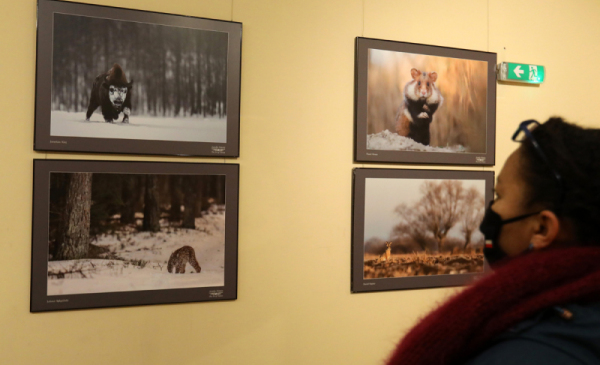 Na zdjęciu: kobieta patrzy na zdjęcia na wystawie Sztuka Natury