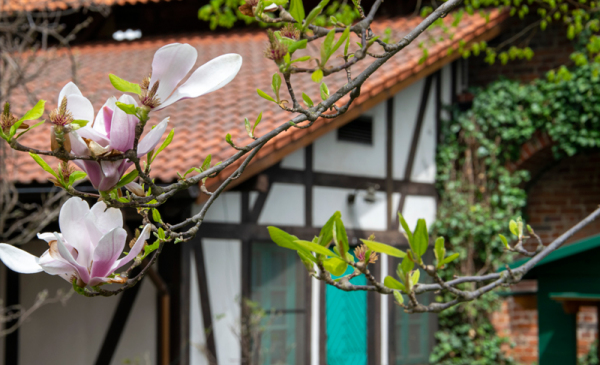 Dom z pruskiego muru i na pierwszym planie kwitnąca magnolia