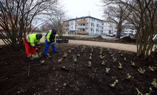 Na zdjęciu: pracownicy firmy zieleniarskiej sadzą rośliny, w tle widac bloki
