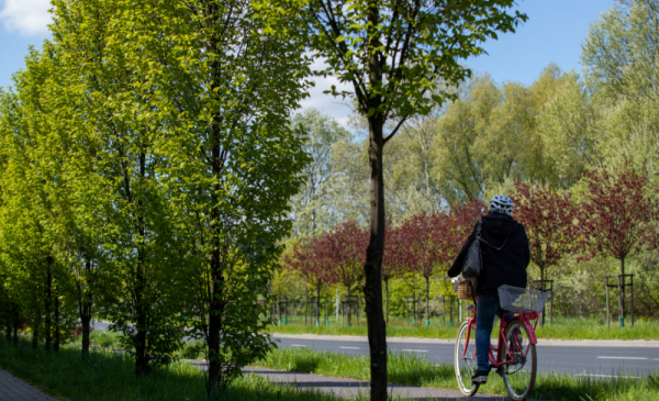 Rowerzystka w kasku jedzie wzdłuż pełnej zielonych i czerwonych drzew Trasy Średnicowej