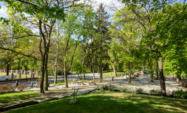 Na zdjęciu: alejki w parku, wokół wysokie drzewa