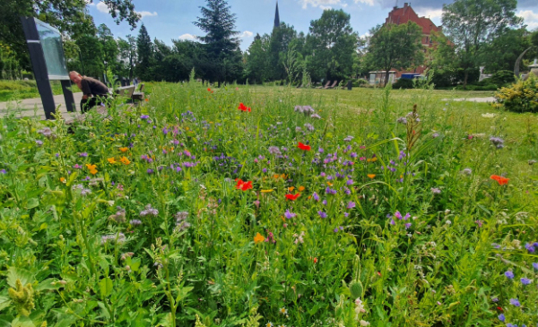 Na zdjęciu: łąka kwietna na terenie Zielonej Bramy Gotyckiej Starówki