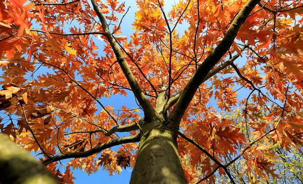 Jesienna korona drzewa na tle błękitnego nieba