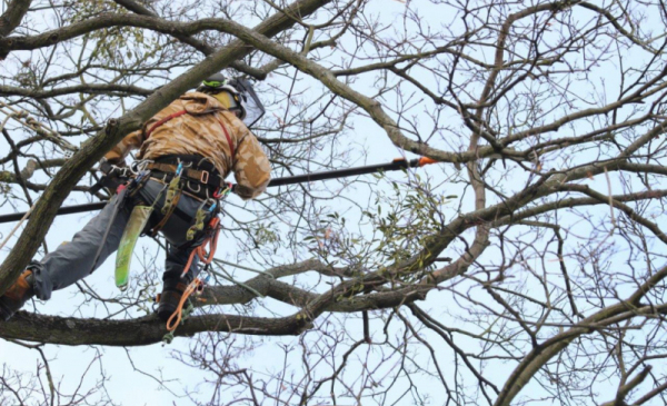 Pracownik w specjalnej uprzęży alpinistycznej wycina jemiołę z wysokiego drzewa