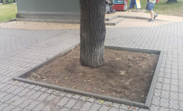 Na zdjęciu otoczenie drzewa po usunięciu chodnika