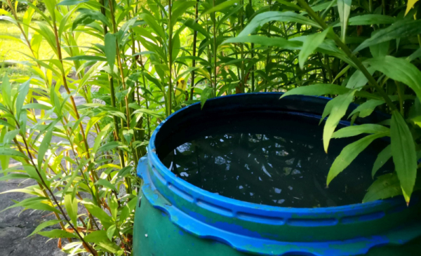 Na zdjęciu: beczka napełniona wodą stoi wśród zielonych roslin