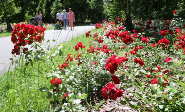 Krzewy czerwonych róż wzdłuż traktu spacerowego