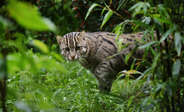 taraj z toruńskiego ogrodu zoobotanicznego, fot. Sylwia Szerszeń