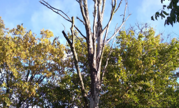 Na zdjęciu: suche drzewo, w tle drzewa zielone