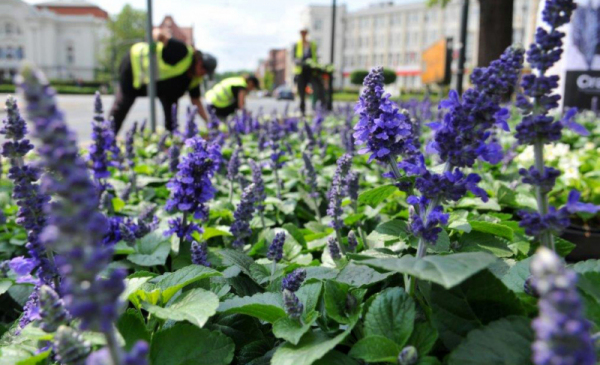 Pracownicy sadzą kwiaty szałwi ozdobnej na klomboie przy placu Teatralnym