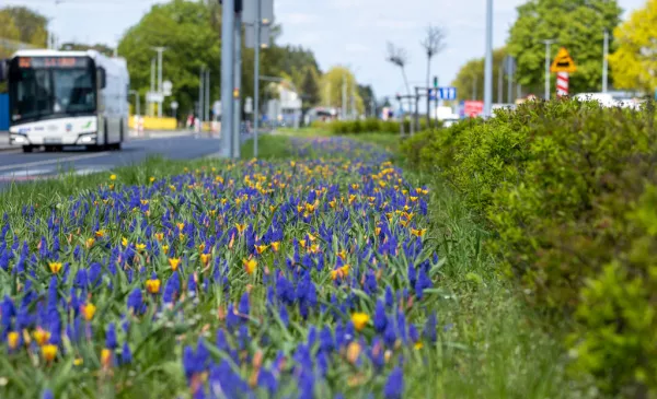 Na zdjęciu: niebieskie i żółte kwiaty wśród trawy, obok jezdnia, którą jedzie biały autobus miejski