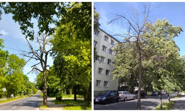 Na zdjęciu z lewej: drzewo przy ul. Poznańskiej. Na zdjęciu z prawej: drzewo przy ul. Słowackiego