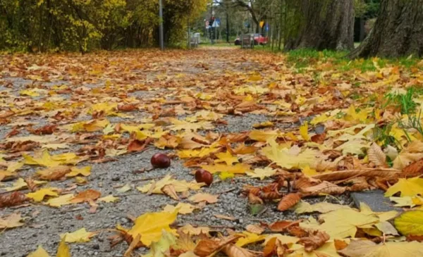 Jesień - liście na chodniku