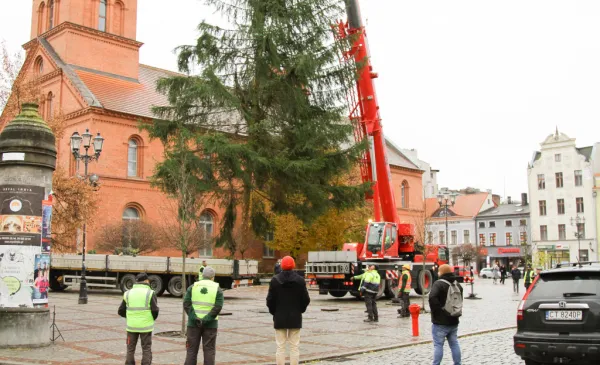 Choinka stanęła na Rynku Nowomiejskim