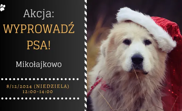 Mikołajkowa akcja „Wyprowadź psa”