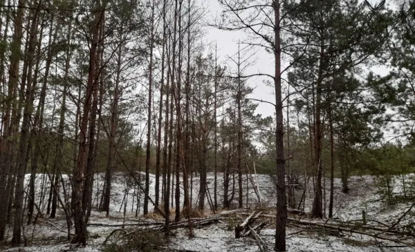 Zielone prace pielęgnacyjne na JARZE