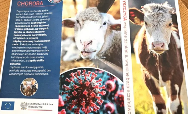 Uwaga na pryszczycę