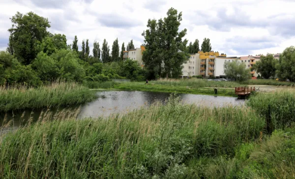 Opryski na meszki w 2025 roku