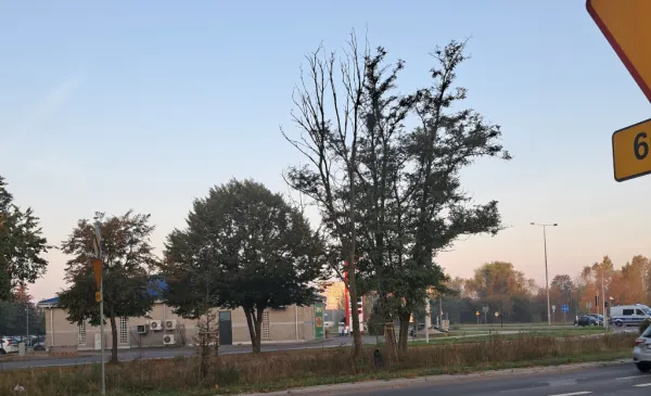 Interwencyjna wycinka drzew - Szosa Lubicka