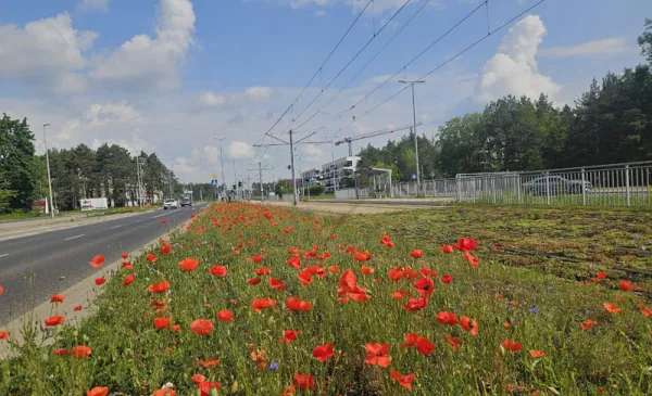 Kwietne łąki - efektowne i ekologiczne