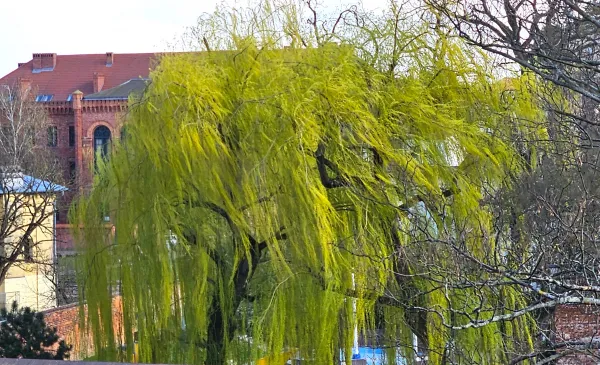 Uwaga na silny wiatr