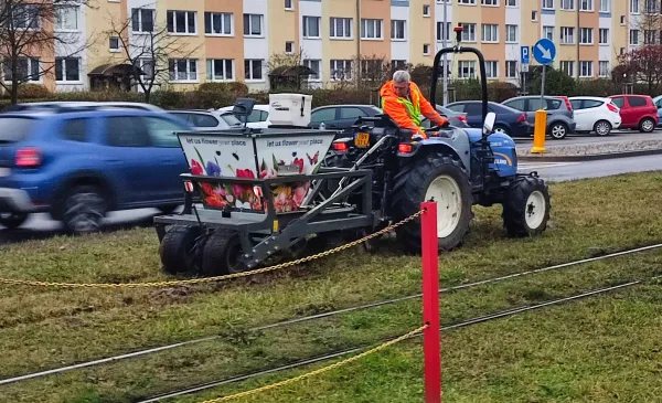 Zakończyło się sadzenie roślin cebulowych w kilku punktach Torunia. 