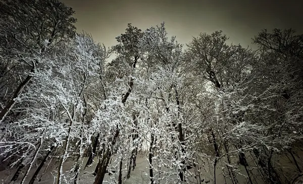 Uwaga na drzewa i gałęzie