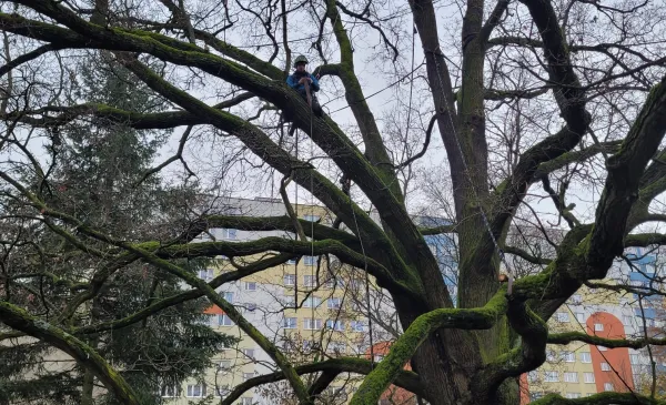 W Toruniu dbamy o pomniki przyrody