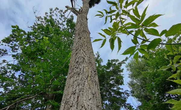 W I kwartale 2026 roku rozpoczną się prace związane z interwencyjną wycinką drzew obumarłych, nierokujących szans na przeżycie i zagrażających bezpieczeństwu ludzi i mienia znajdujących się w pasach drogowych oraz na terenach zieleni w Toruniu.