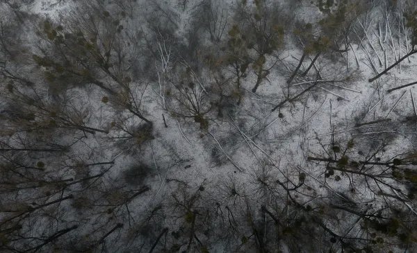 Nielegalna wycinka na Kępie Bazarowej