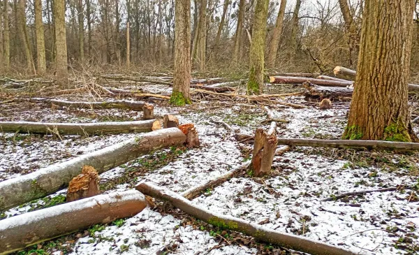 Kępa Bazarowa: nielegalna wycinka zgłoszona na policję
