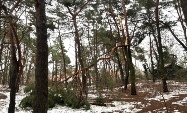 Zabiegi pielęgnacyjne na terenach leśnych
