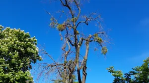 Trwa kolejny etap prac związanych z interwencyjną wycinką drzew wraz z frezowaniem pni w pasach drogowych i na terenach zieleni w Toruniu.