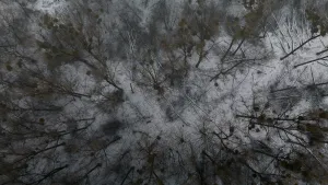 Nielegalna wycinka na Kępie Bazarowej