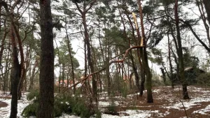 Zabiegi pielęgnacyjne na terenach leśnych