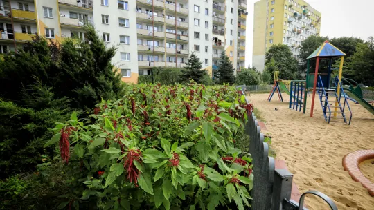 BO 2026: złóż wniosek
