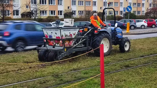 Zakończyło się sadzenie roślin cebulowych w kilku punktach Torunia. 