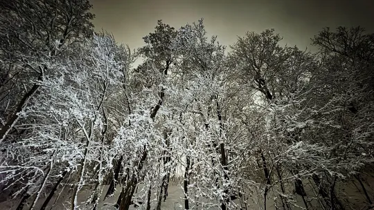 Uwaga na drzewa i gałęzie