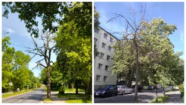 Na zdjęciu z lewej: drzewo przy ul. Poznańskiej. Na zdjęciu z prawej: drzewo przy ul. Słowackiego