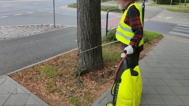 Od wtorku na alei Jana Pawła II trwają prace związane z zabiegami mikoryzacji i oprysku kwasami humusowymi.